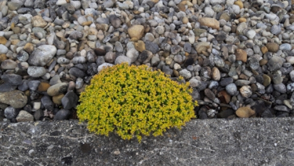 Zeit der sog. Privilegien