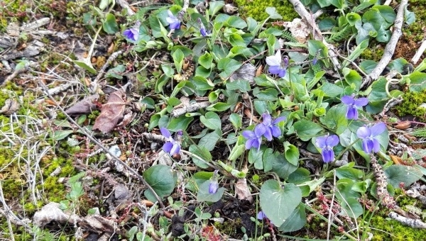 Unbekannte Zitate zum Befreiungstag